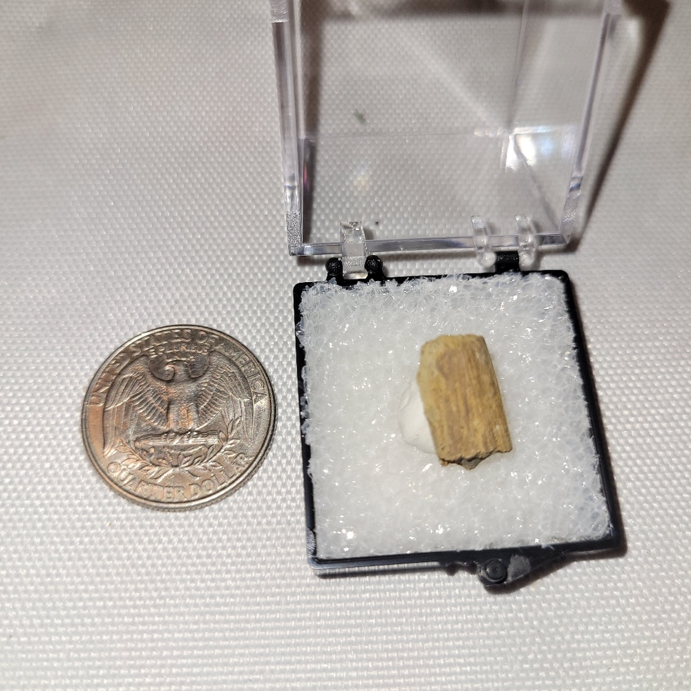 Dinosaur Fossil Piece of Hadrosaur Tendon from Wyoming in Specimen Box